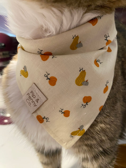 Fall - Mini Pumpkins